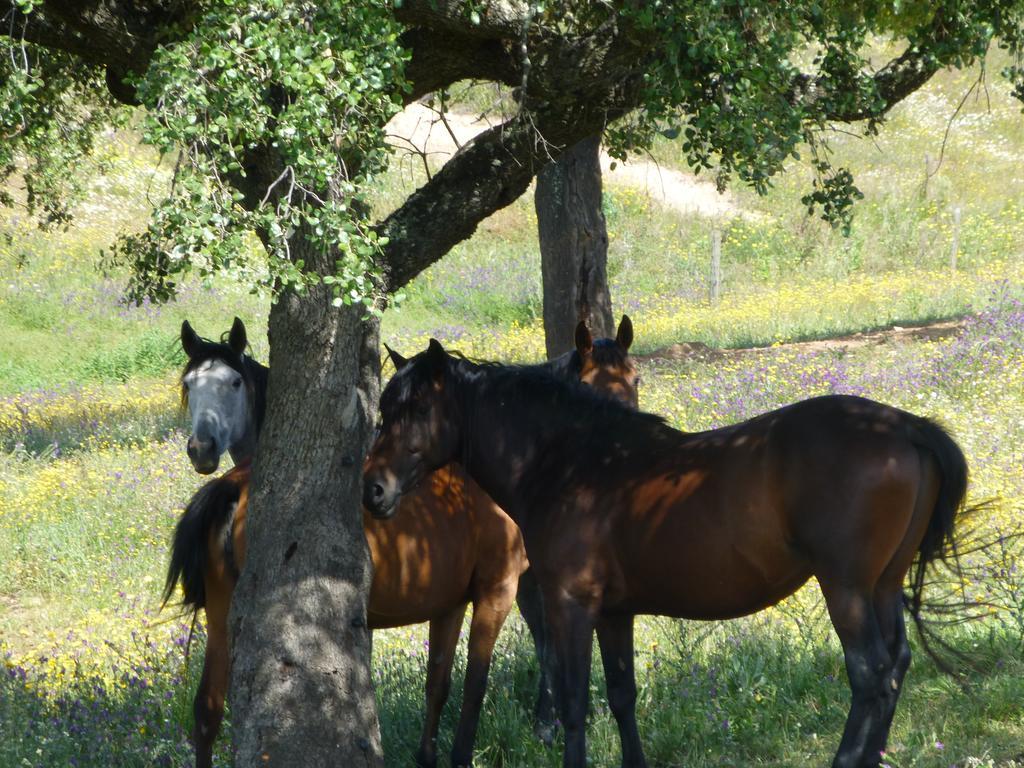 Cantar Do Grilo - Turismo Rural Serpa Bagian luar foto